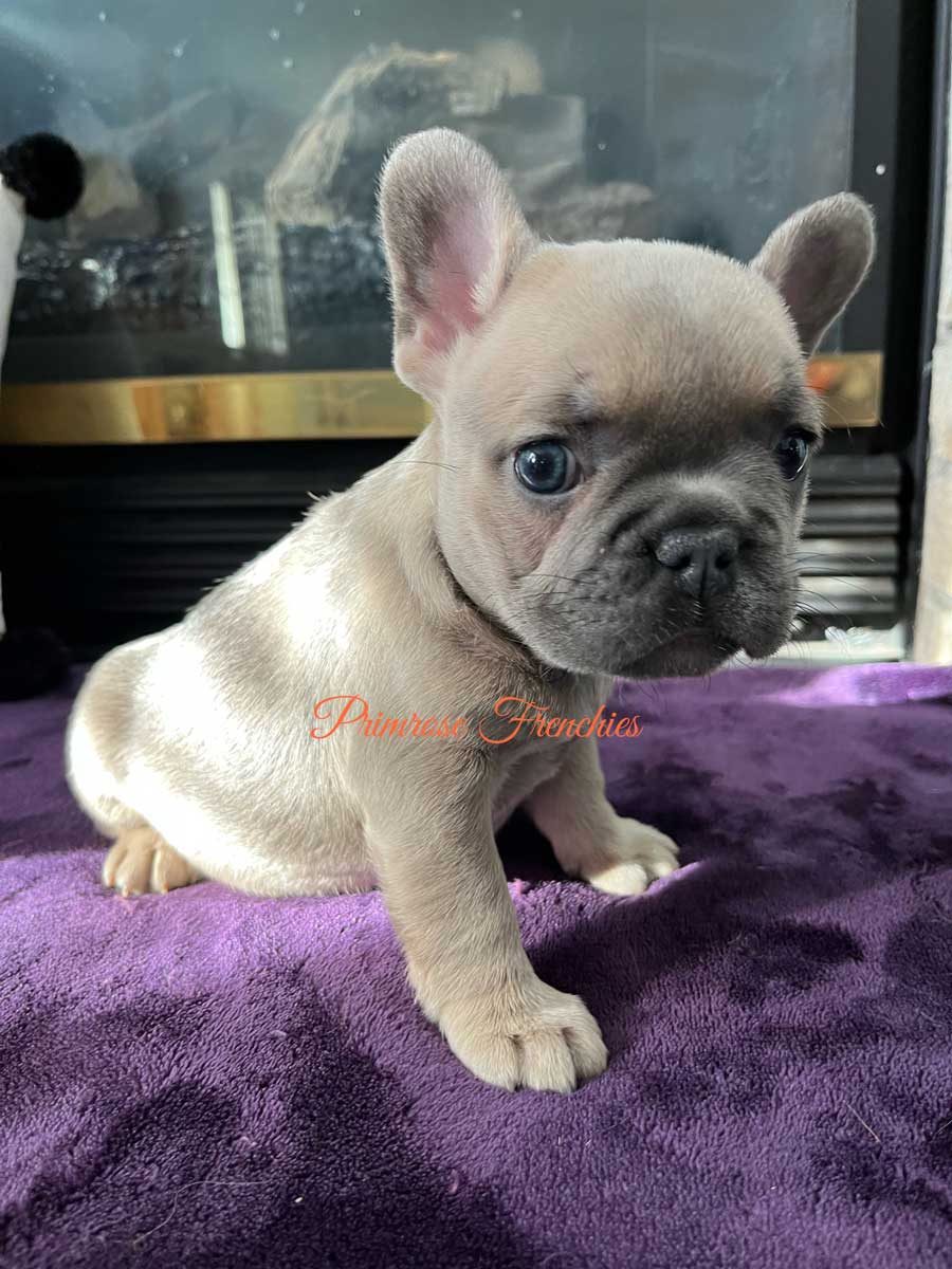 Primrose Frenchies | French Bulldog Puppies, Wisconsin